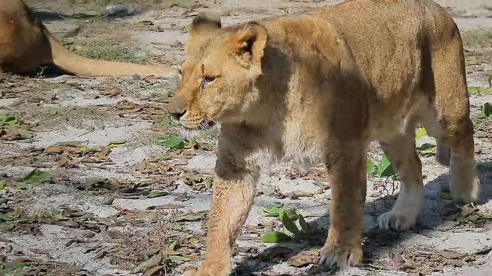 Lion 🦁