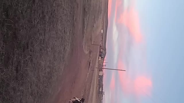 Standard Poodle Retrieving in Wyoming