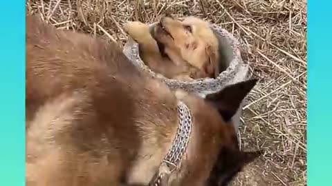 ♥️🐕Smart Dog Video 2021