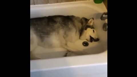 A dog who likes bathing