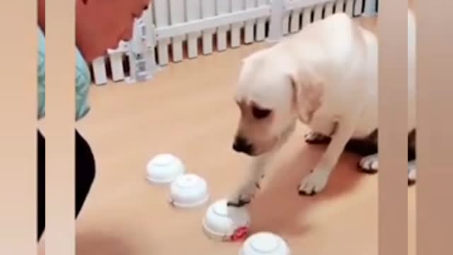 Dog is very logic game play training funny video with guide people. Funny dog video