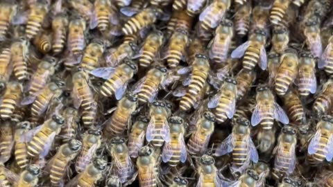 Can you see the Queen Bee? #beehive #bees