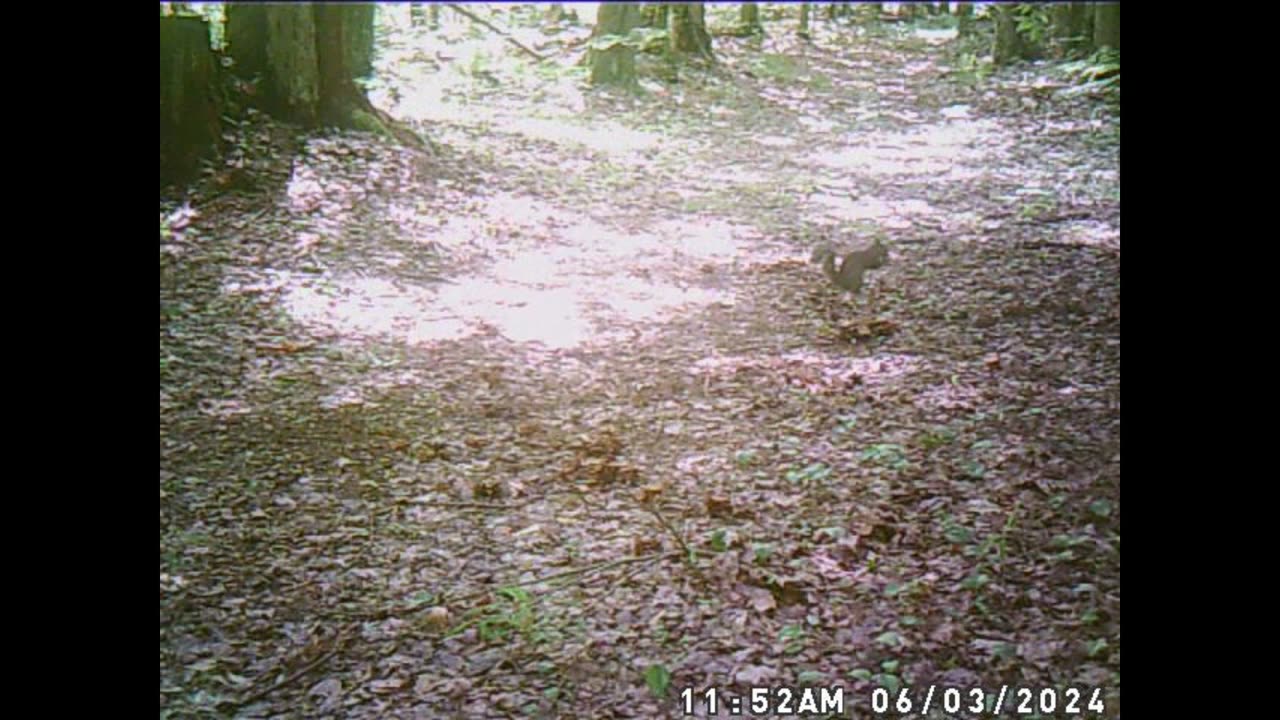 06 16 dear trail cam