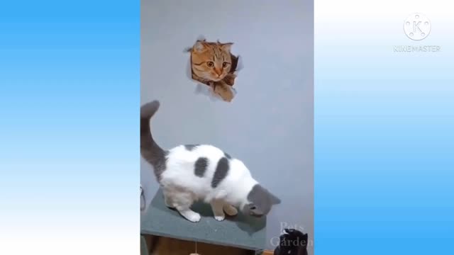 Funny cats are confused