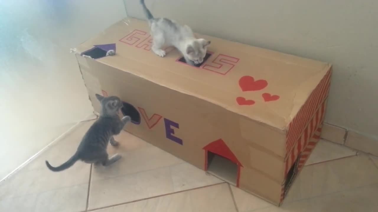 Cat kittens playing