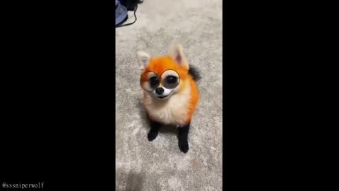 animals
