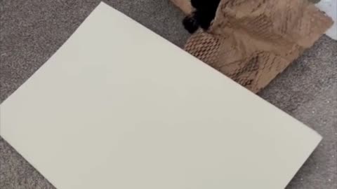 Adopting a Cat from a Shelter Vlog - Piper Entertaining Herself and Me in the Office #shorts