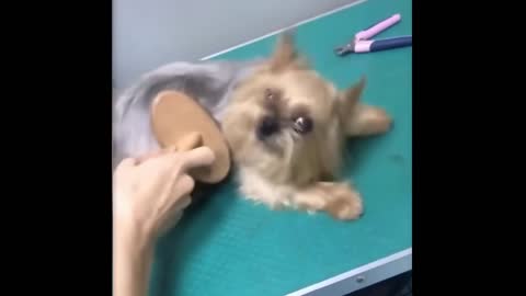 Funniest Animals - Best Of The 2021 Funny Animal Videos #93