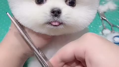 Funny Puppy