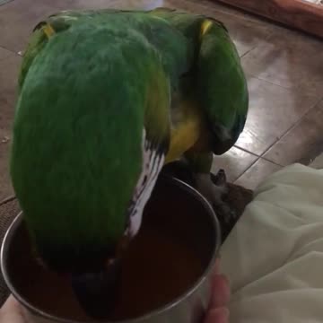 Guacamayo expresa verbalmente su amor por su jugo favorito