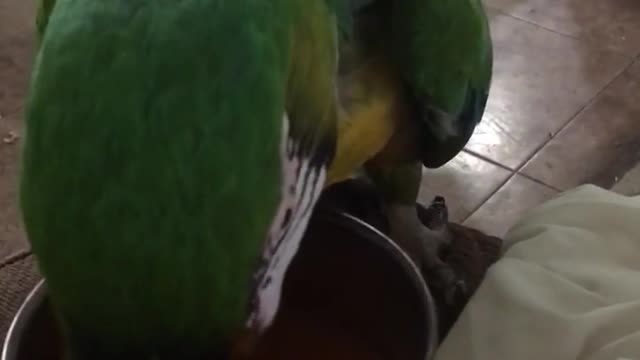 Guacamayo expresa verbalmente su amor por su jugo favorito