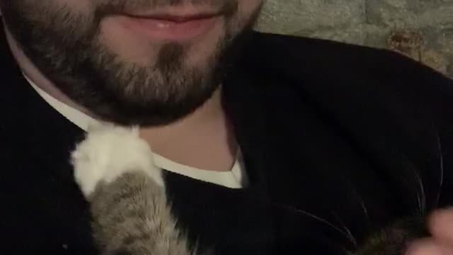 the cat asks me to stroke her