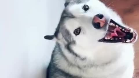 I Love Pets - Funny Pets Video Clips #Funny Pets