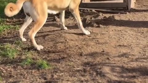 DOG HOME 🏡 | dog very intolerant |dog and cat 🐈 video