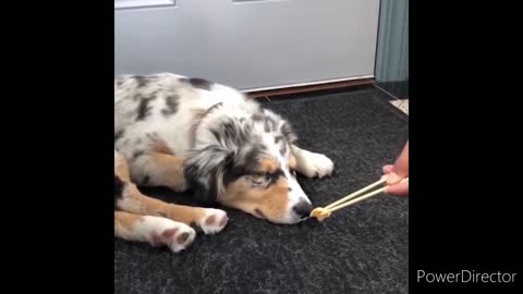 Cute & Funny Animals Videos 🐕‍🦺 Pets, Dogs & 🐱 Cats Compilation 2022