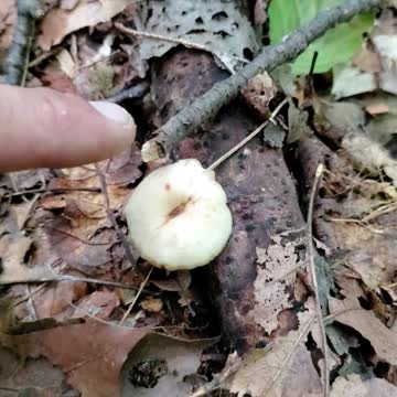 Bouncy little Mushroom