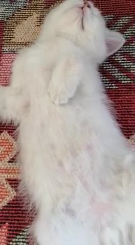 My Delicious Cat Sleeping 💤