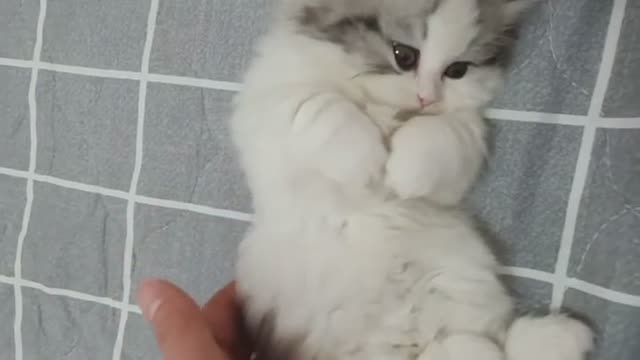 Cute Kitten | Cute Animals