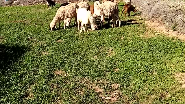 cute sheep eat grass