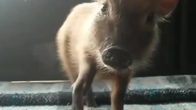 Love Piggy! :)