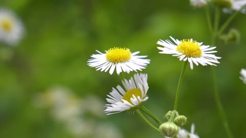 Culturing A Chamomile Flower Plant