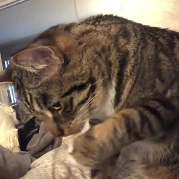 This is My Cat Early in the Morning Waking Me Up