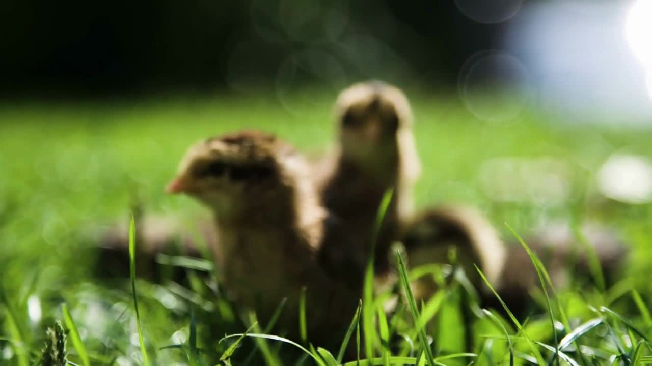 Little duck and chicken are resting in the grass