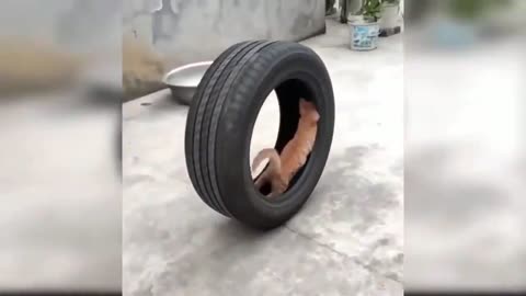 🤣cat playing with tire😍