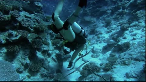 Sea of Snakes - In the Realm of the Deadly Niue Sea Krait