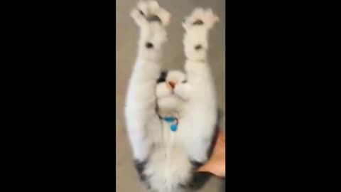 ittens Videos 😂 _ Don't try to hold back Laughter😹- Funny cats life