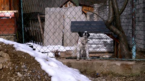 Dog barking behind a fence