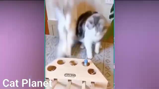 😹 Funny cats compilation😹