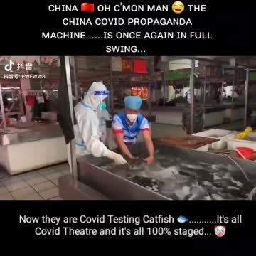 Covid testing catfish in China 2022