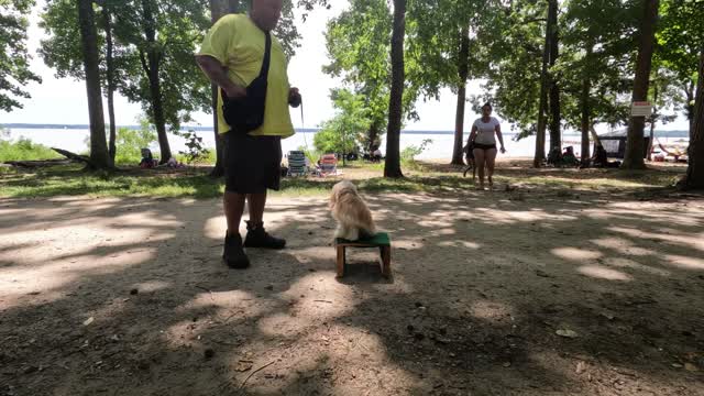 Cavapdo, 4Years Old, Zoey | Best Dog Trainers Northern VA, 1Off Leash K9| 1.