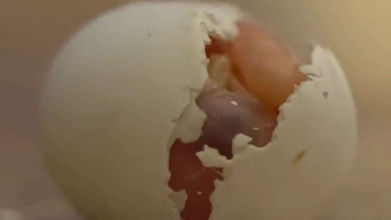 A smallest parrot you've ever seen tiny hatching