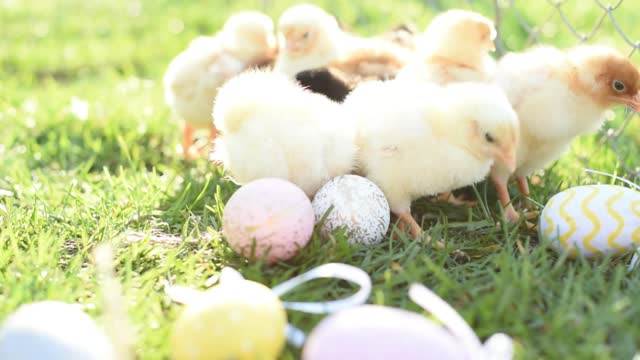 Newborn chickens in the field on green background