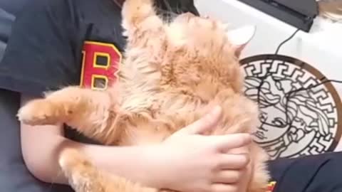 naughty blond cat