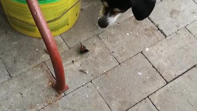 Black dog scared of butterfly on ground