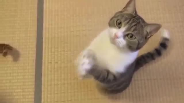 TRY NOT TO LAUGH OR GRIN Funny CAT Fails Compilation Funny Vines 2021 😍😂🤣