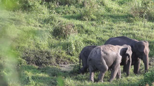 family of elephants having a conversation