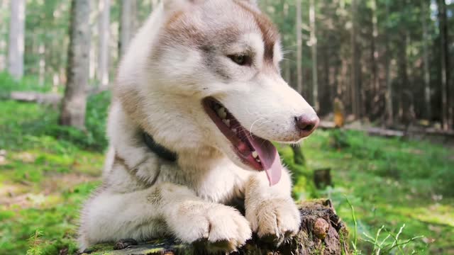 The Funniest & Cutest Husky video