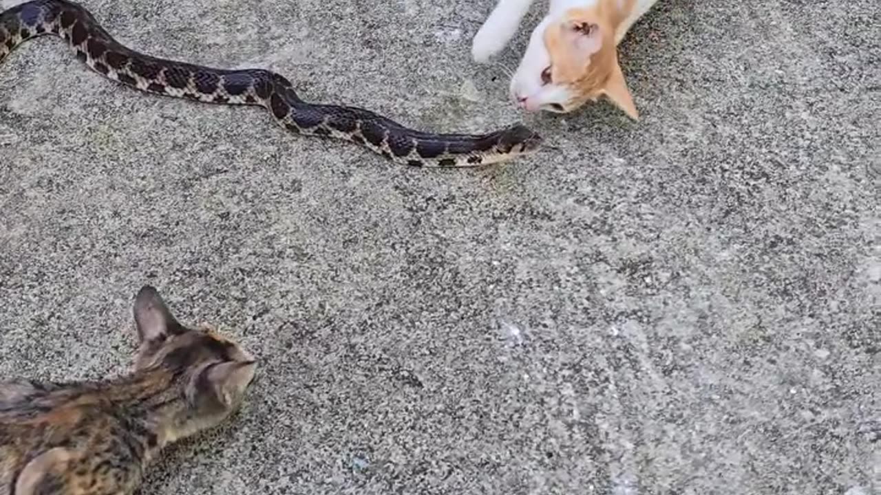 Snake vs cats