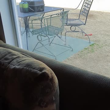 Claire Bear 🐻 Wants to Play outside