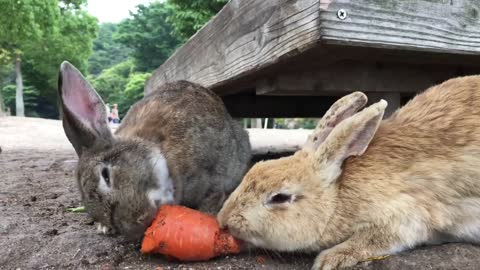 Rabbits eating carrots, beautiful thing.