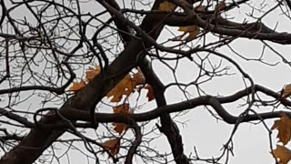 grey squirrel in tree