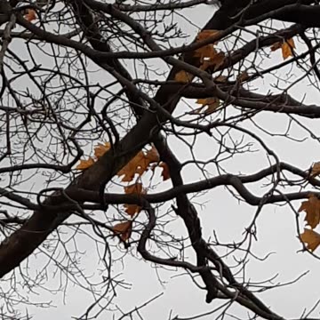 grey squirrel in tree