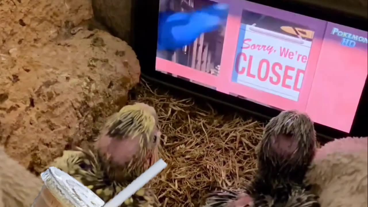 Chickens watch cartoons