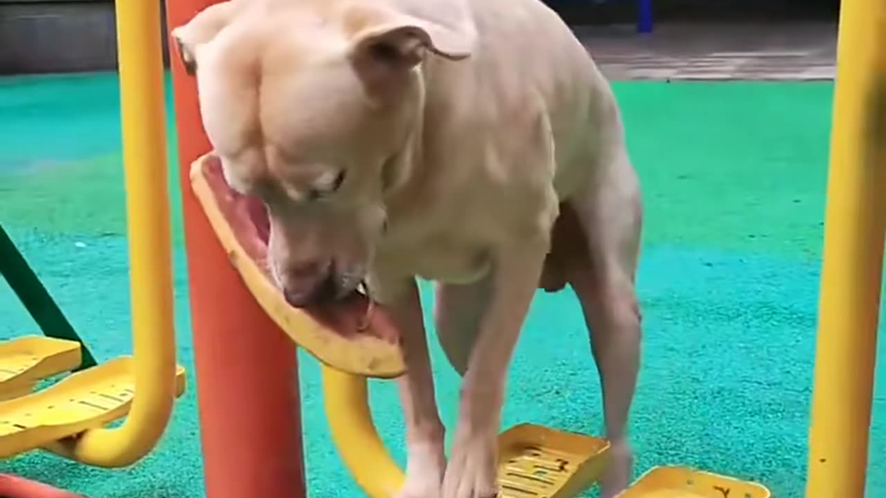 Funniest Dog Videos