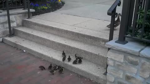 Cute ducklings cross road interest video