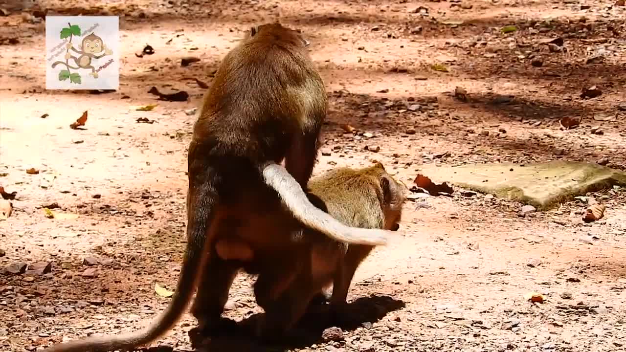 young monky mating funny